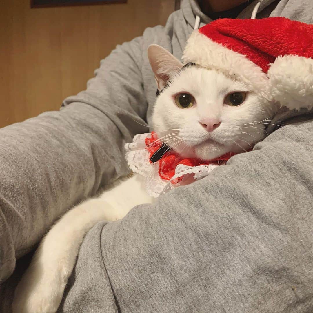 八、おこめさんのインスタグラム写真 - (八、おこめInstagram)「一方おこちゃんは…🎅 お帽子のぐんにゃり具合と真顔がツボw だいたいが正統派の可愛い〜♡やけど、時々ジワるのあるw #MerryChristmas #クリスマスコス #クリスマス #八おこめ #ねこ部 #cat #ねこ #猫 #ネコ #八おこめズラ #おめかしくびわ」12月25日 23時10分 - naomiuno