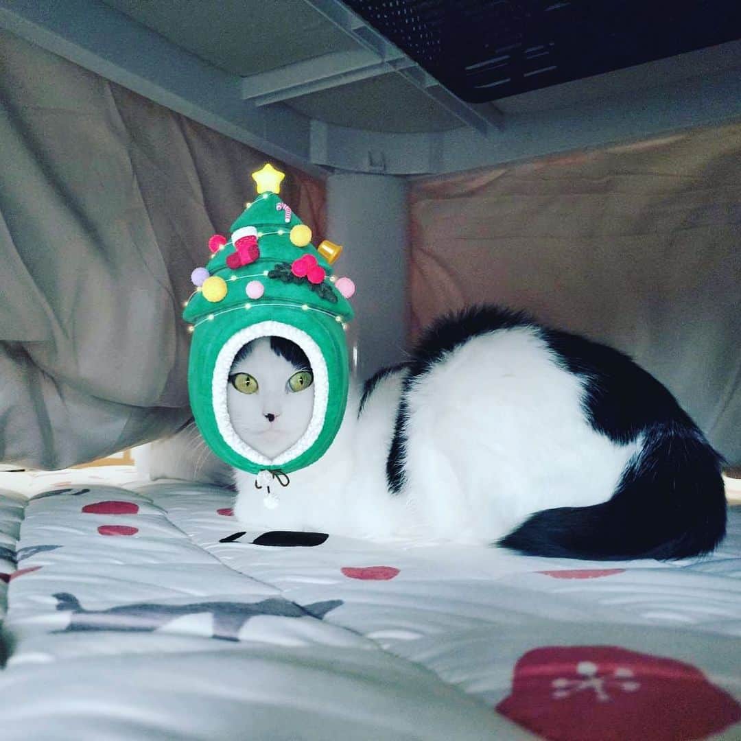 山口治樹のインスタグラム：「メリークリスマス🎄  #cat #gato #猫 #ネコ #ねこ #ねこすたぐらむ #メリークリスマス」