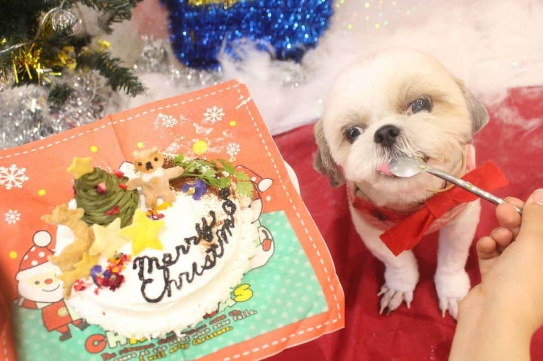 Bungo's photographyのインスタグラム：「* メリークリスマス😆🎉 * 幼稚園のクリスマス会でウマウマぐり氏です🐾 * おめめしばしば…片眼を怪我してしまって治療中なんですが、回復してきて参加させて頂けて良かったです🙏 * 避妊手術以来のエリザベスカラー生活が続いて御不満な日々でしたが、慎重にトリミングして頂いて、登園して大好きな先生やお友だちに会えてケーキも食べて…楽しいクリスマスを送れました✨ 大感謝です😆💕✨  #hpure #わん子ん家 #ひまわり幼稚園 #シーズー #shihtzu #西施犬 #獅子狗 #狮子狗 #시추 #shihtzuclub #shihtzugram #shihtzulove #shihtzulover #shihtzunation #shihtzusgram #shihtzuslife #shihtzusofig #ぐりすた #いぬばか部 #シーズー犬 #シーズー最高 #シーズー大好き #シーズー大好き部 #シーズー部 #ふわもこ部 #犬のいる暮らし #犬バカ部 #犬ら部 #鼻ぺちゃ犬 #鼻ぺちゃ部」