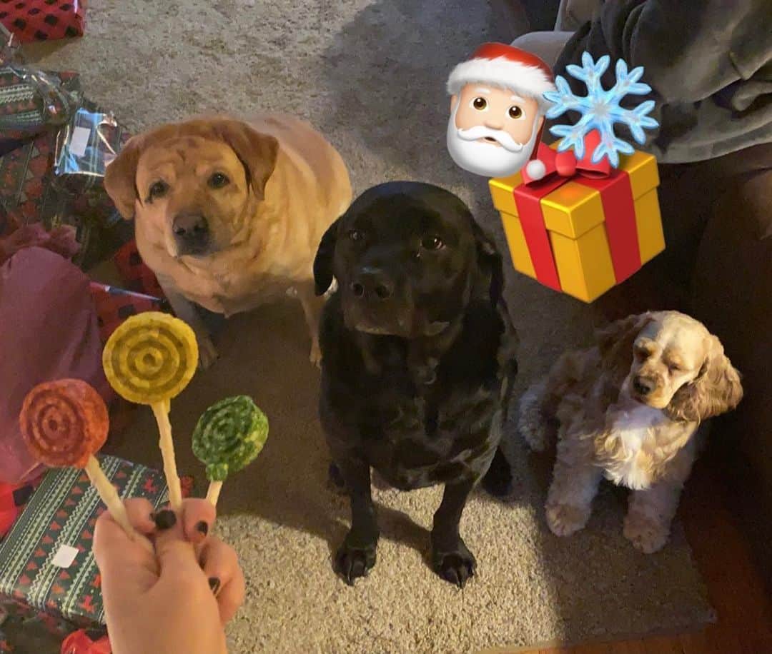 Jake And Gingerのインスタグラム：「merry christmas from jake ginger and bonnie !! ❤️🎄🥰」