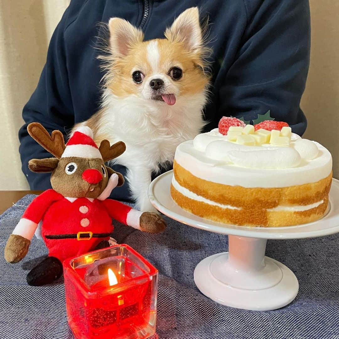 ちまのインスタグラム：「Happy holidays🎄❤️ Wishing you every happiness this holiday season🦌💫 ✳︎ やっぱり食べたくなって 売れ残りのいちごショート買ってきた🎂✨  ケーキの匂いスンスン嗅ぐのに 絶対手は出さないとこがちまらしい🐶笑  #chima #ちま #チワワ #chihuahua #ชิวาวา #ふわもこ部 #PECOいぬ部 #sniffandbarkens #WeeklyFluff #cutepetclub #doggy_lovings #dogs #dogsofbark #chihuahuaaddict #bestviideo #christmas #クリスマス #stayhome #staysafe #おうちクリスマス #dinner #pecobox #holiday」