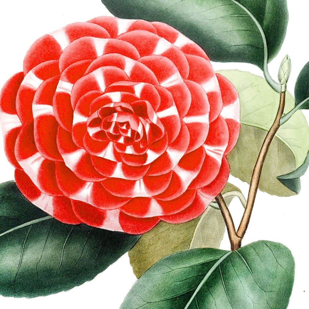 ニューヨーク植物園のインスタグラム：「Wishing you a happy holidays and a peaceful new year from all of us here at NYBG. While the Garden is closed today, we're sending our utmost thanks for your incredible support during 2020. . . . Camellia Presley’s Victoria [Camellia japonica L.] (detail) Stipple and line engraving with hand coloring by Johann Jakob Jung (1819–44) in Iconographie du genre Camellia by Abbe Lorenzo Berlèse (1784–1863) Paris: H. Cousin, 1841–43 LuEsther T. Mertz Library Collection」