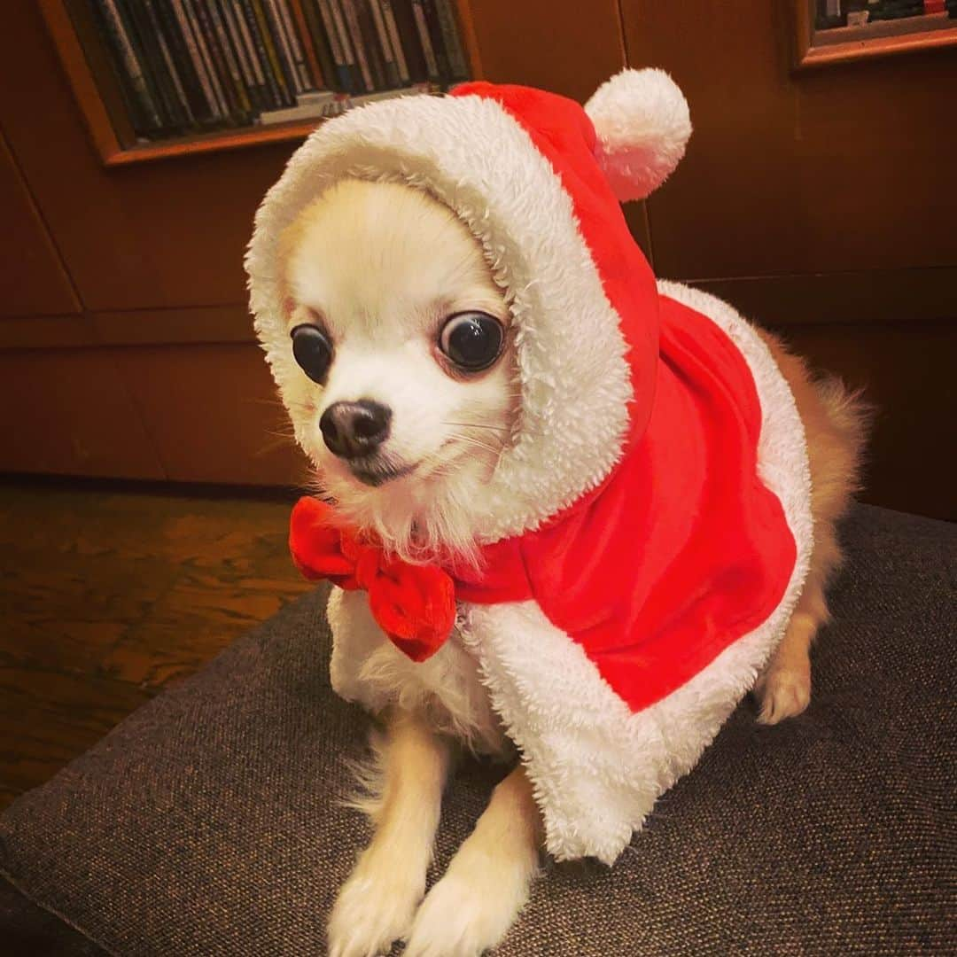 橋本塁さんのインスタグラム写真 - (橋本塁Instagram)「メリークリスマス🎄🎅🎅🎁！ #ポルカ　#メリークリスマス #merrychristmas #chihuahua」12月25日 23時35分 - ruihashimoto