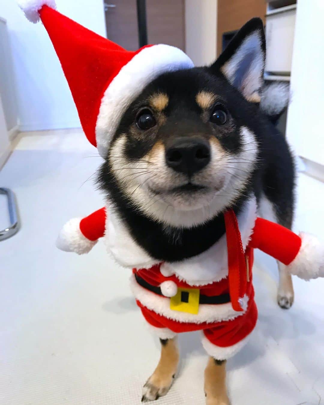 まめ丸のインスタグラム：「* * みんなプレゼント🎁もらえたかな❓ メリークリスマス🐶🎄💓 * Merry Christmas🐶💓🎅🎄 * #もらってない人はぼくがあげるね #お帽子ピーン🤣 #まめ丸サンタ * #柴犬#豆柴#柴#黒柴#犬#わんこ#かわいい#しばいぬ#shiba#shibainu#shibastagram#puppy#instadog#dogstagram#dogsofinstagram#dog#instashiba#petstagram#blackshiba#proudshibas#cute#adrable#강아지#멍스타그램#개스타그램#Christmas#まめ丸二足歩行」