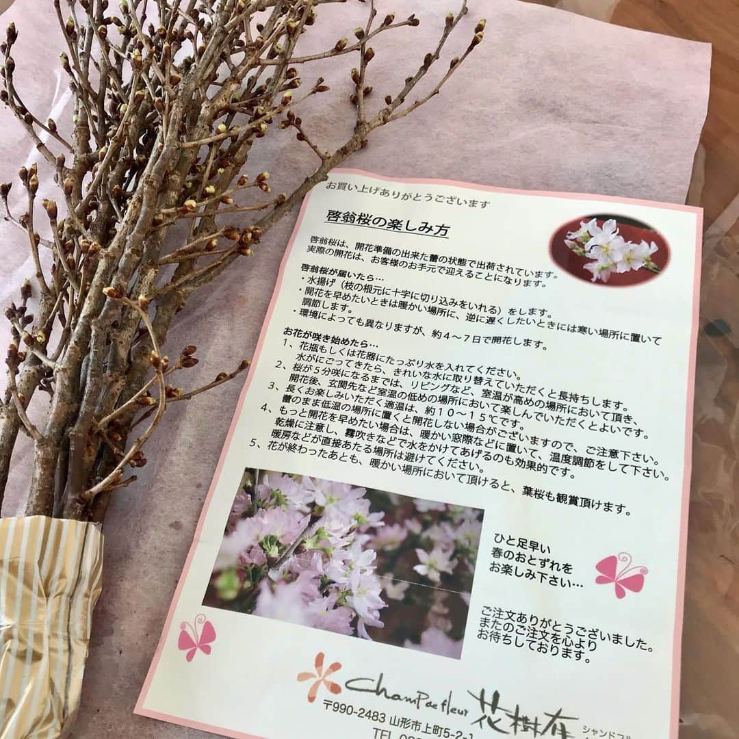 白石一文さんのインスタグラム写真 - (白石一文Instagram)「今年も石川先生から啓翁桜をいただきました。」12月25日 23時49分 - s.kazu2017