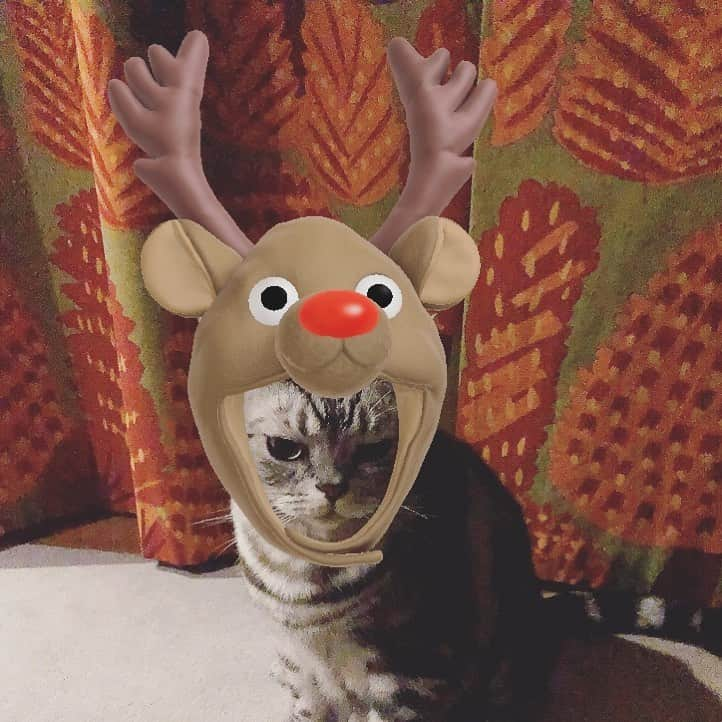 chai0219さんのインスタグラム写真 - (chai0219Instagram)「えっ、クリスマス🎄終わりなん？ ぼくとこサンタさんきてないやん🙀😿  #americanshorthair #kitty #kitten #cat #cats #catstagram #neco #アメショ #アメショー #アメリカンショートヘア #ねこ #猫 #ネコ #にゃんこ #ニャンコ #ねこ部 #猫もふ #ねこのきもち #ねこのいる生活 #ねこのいる暮らし #慢性腎不全猫 #慢性腎不全闘病中」12月25日 23時52分 - chai0219