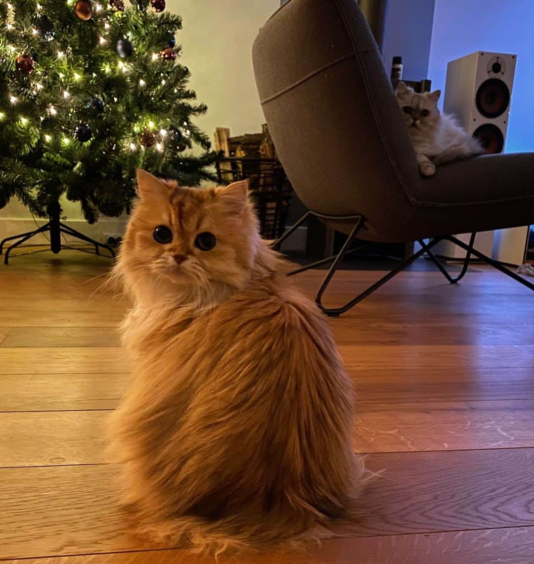 Smoothieさんのインスタグラム写真 - (SmoothieInstagram)「Merry Christmas!!🎄🎁❄️♥️」12月25日 23時53分 - smoothiethecat