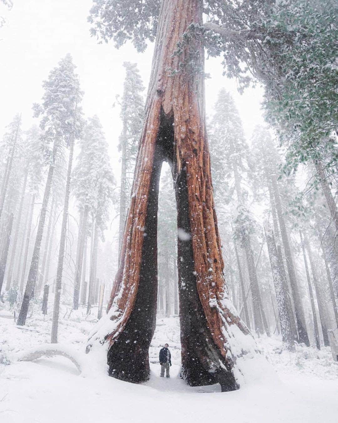 Discover Earthさんのインスタグラム写真 - (Discover EarthInstagram)「The Redwoods of the Pacific Coast are a must see for visitors from all over the world. California is home to the largest trees in the world clocking in at hundreds of feet tall and thousands of years old. Walking among these giants is the best way to truly appreciate their majesty and the surest way to create an experience you will remember for the rest of your life.  Would you like to go there in winter?   🇺🇸 #discovercalifornia with @everchanginghorizon  . . . .  #cali ​#sanfrancisc  #westcoast  #norcal  #redwoods  #california  #nature  #forest  #trees  #hiking  #travel  #roadtrip  #adventure  #redwoodsnationalpark  #naturephotography  #muirwoods  #explore  #redwoodforest  #northerncalifornia  #humboldt  #photograph」12月26日 0時00分 - discoverearth