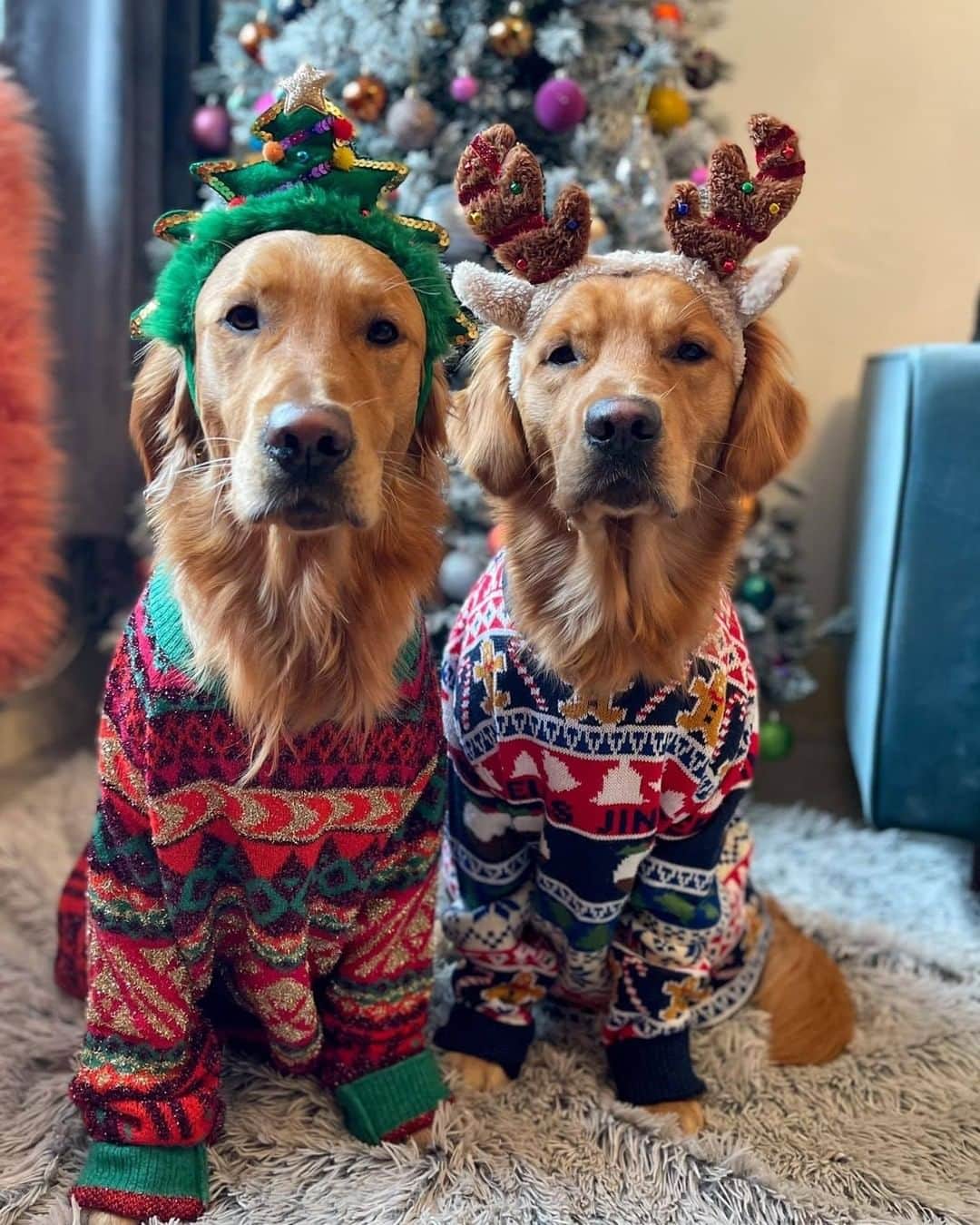8crapさんのインスタグラム写真 - (8crapInstagram)「All ready in their Christmas pyjammies - Want to get featured like them? Join “The Barked Club” on FACEBOOK and post something now! 👉 barked.com - 📷 @fredrickandroyston - #TheBarkedClub #barked #dog #doggo #GoldenRetriever」12月26日 0時00分 - barked