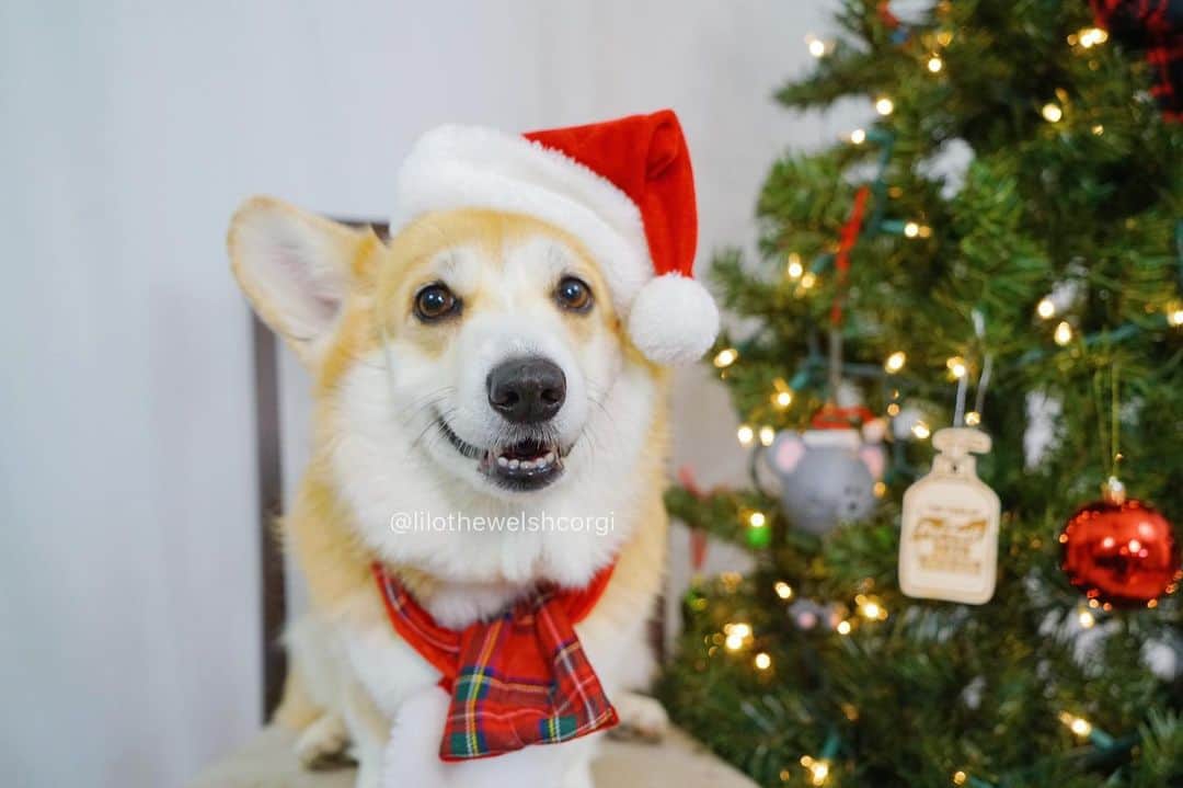 Liloのインスタグラム：「Happy Pawlidays everypawdy! Wishing you a lovely Corgmas... I know this year might be a little strange but we can still try to smile through it all woof! 🎄」