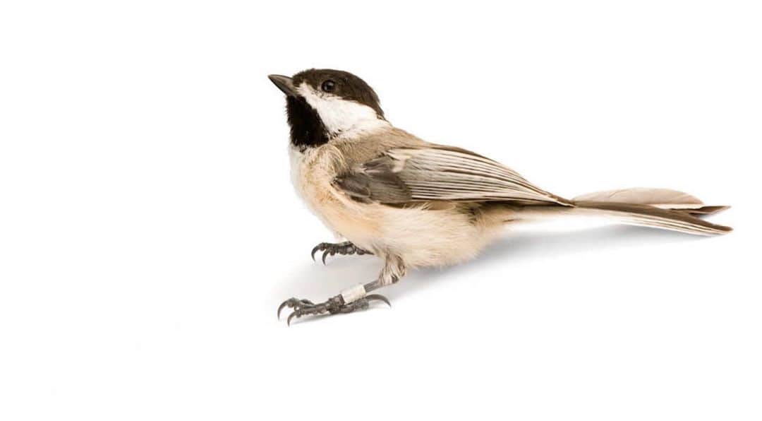 Joel Sartoreさんのインスタグラム写真 - (Joel SartoreInstagram)「Every fall, black-capped chickadees will cover an enormous territory gathering seeds and storing them in hundreds of hiding places in preparation for winter. Thanks to an incredible spatial memory, these birds will make their way back to each of their caches throughout the winter to feed, but what is happening inside their bodies to enhance this survival skill is even more amazing. The bird’s hippocampus, the part of the brain that is responsible for organization and memory, actually expands in volume by 30% by adding new nerve cells. Once spring arrives and memory is needed less, the hippocampus reverts back to its normal size. Photo taken at Neale Woods Nature Center near Omaha, Nebraska. #chickadee #bird #blackcapped #memory #brainpower #winter #christmas #PhotoArk #savetogether」12月26日 0時06分 - joelsartore