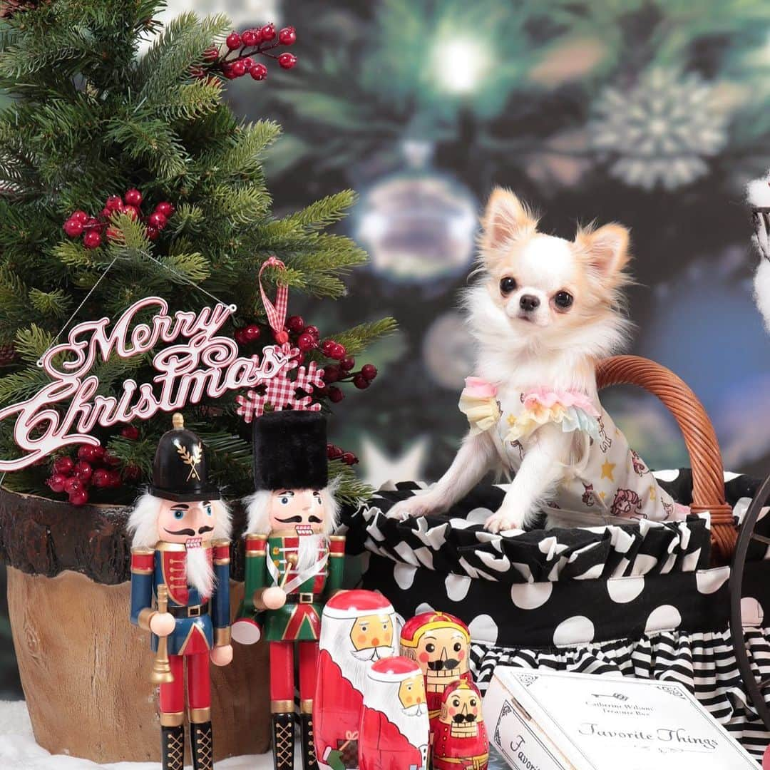 tetoyanyanのインスタグラム：「Wishing You A Very Merry Christmas From Our Family To Yours.🎄﻿ ﻿ ﻿  #dogs#instdog#dog#dogstagram#instapet#petstagram#petoftheday#mydog#instachihuahua#chihuahuaofinstagram#chihuahualove#chihuahualover#chihuahua#chihuahuas#チワワ#多頭飼い#ロングコートチワワ#チワワ部#ig_dogphoto#petoftoday﻿ #todayswanko#west_dog_japan#Todaysteto#dogstagram_japan#ガブガブがぶっちょ」