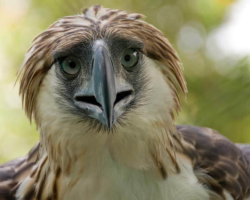 thephotosocietyさんのインスタグラム写真 - (thephotosocietyInstagram)「Photo by @klausnigge A proper hairstyle can make a difference.  Philippine eagle at the Philippine Eagle Center in Davao, Philippines.  Unlike mammals, birds do not have any facial expressions. The Philippine eagle, however, can express moods such as excitement or relaxation via its head feathers.  And of course the door is wide open to anthropomorphise these different expressions ...  #philippineeagle  #eagle #philippineeaglecenter #philippineeaglefoundation #philippines @thephotosociety」12月26日 0時14分 - thephotosociety