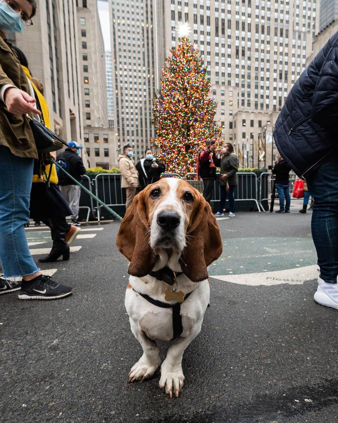 The Dogistさんのインスタグラム写真 - (The DogistInstagram)「Chester, Basset Hound (8 y/o), Rockefeller Center, New York, NY • “He gets *all the way* on the counter to steal food.” Merry Christmas! 🎄」12月26日 0時18分 - thedogist