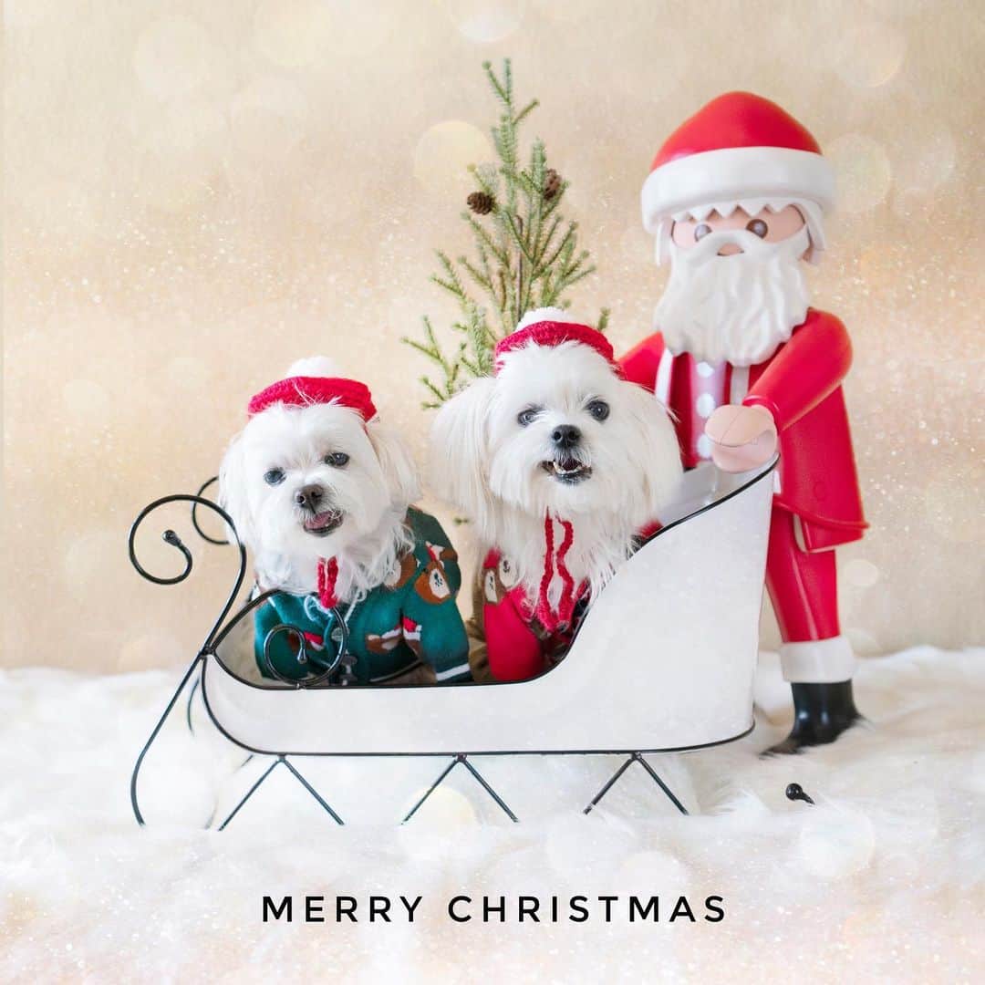 hi.arodのインスタグラム：「Merry Christmas! May your holidays sparkle with joy and laughter! We woof you!! 🎄☃️🎅🏻❤️  #christmas2020#christmasdog#woofwoof#christmasphotoshoot#christmasgram#christmaswish#santa#merrychristmas🎄#christmasdog#sleigh#sleighride#merryandbright#playmobilsanta#santaclaus#christmastimeishere#christmasmagic#christmasiscoming#christmaslove#happydoggy#dogsmiles#santaiscomingtotown#santaclausiscomingtotown#welovechristmas#maltese#malshi#maltipoo#morkie#maltipom#maltipoodle#fruitable#fruitablespettreats @fruitablespettreats」