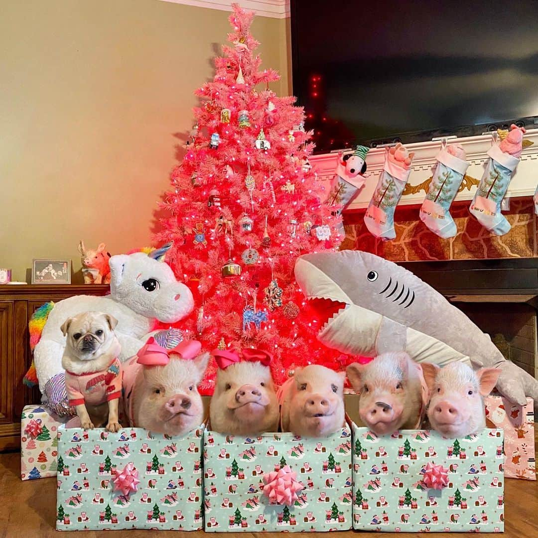 Priscilla and Poppletonさんのインスタグラム写真 - (Priscilla and PoppletonInstagram)「“The best gift around the Christmas tree is the presence of family wrapped in love!” Merry Christmas everybody! Santa came and our piggy stockings are full and so are our piggy hearts. We got everything a piggy could want and more. Santa brought us some new stuffed friends to snuggle with, new raincoats, a new bed and lots of treats for us and our farm friends. Pop dressed up as Santa, and we are delivering some of the treats to our friends this morning. You can follow along over @prissyandpops_helpinghooves. Have a wonderful Christmas! We love you very much!🐷💞🎄#MerryChristmas #PiggyPenn #Pigtailthepug #PoseyandPink #PrissyandPop」12月26日 0時39分 - prissy_pig