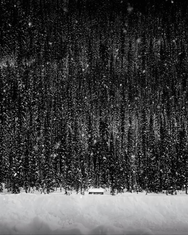 Jason Petersonのインスタグラム：「🌲」