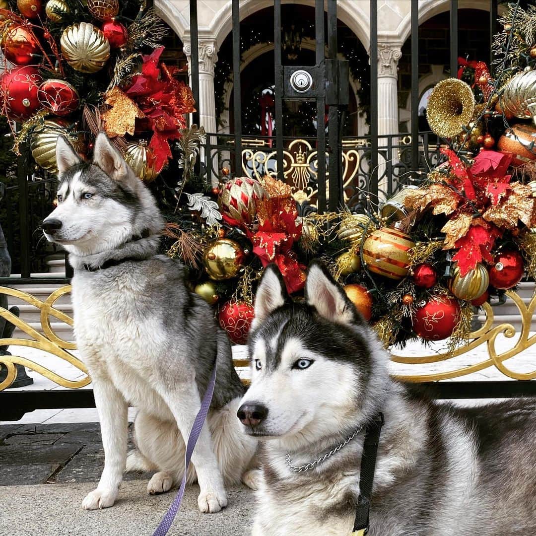 イナキョウコさんのインスタグラム写真 - (イナキョウコInstagram)「Merry Christmas!  . . . . . . #merrychristmas #2020 #christmas #holiday #dogs #siberianhusky #husky」12月26日 0時45分 - inakyoko