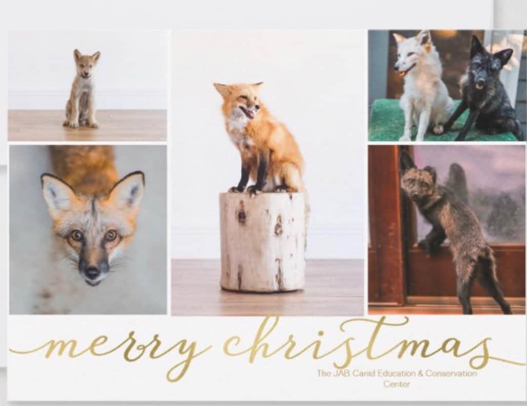 Rylaiさんのインスタグラム写真 - (RylaiInstagram)「Merry Christmas from our family to yours!  . We are blessed with your support and love!! We are thankful for your passion and commitment to conservation! Together we can!! Together we can save more lives, be the change, and be the example of compassion and love in this world!  . Join us in spreading love, kindness and hope!! Join us in being their voice!  . . 📸 @dandeliondreamsphoto  📸 @anabeldflux  . . . #bethechange #merrychristmas #happyholidays #betheirvoice #love #kindness #hope #light #joy #foxes #wolves #dogs #animals #rescue #save #adopt #furfree #savethewolvessavetheworld #banfurfarming #hide #russianfoxes #jabcecc #sandiego #thankful」12月26日 0時58分 - jabcecc
