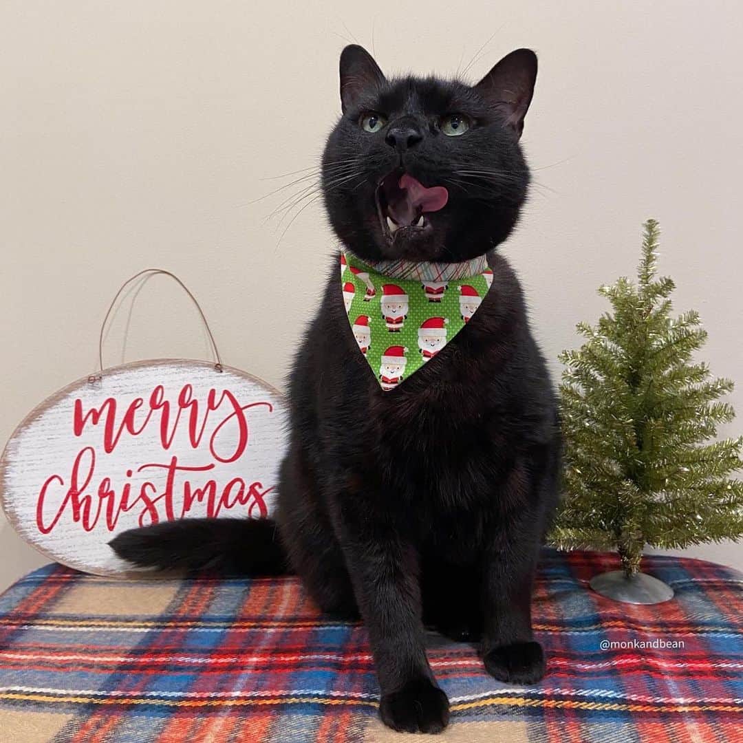 セルジオさんのインスタグラム写真 - (セルジオInstagram)「Wishing everyone a happy, healthy holiday season and a VERY Merry Christmas to all those who celebrate! From our home to yours... We love you all ♥️ Ps. Monkey made the nice list!!! 📝🎉 . . #merrycatmas #christmascats #christmas2020 #boop #catsofinstagram #blackcatsofinstagram #catsofig #igcats #igkitty #catslife #cutecatsofinstagram #petco #buzzfeedcats #meowed #9gagcute #myfurbabies #furfamily #mykidshavepaws #mykidshavefur #catmom #catmomlife #rescuecats #happyholidays2020 #coicommunity #catstercats #thedodo #blackcatsaregoodluck #furbrothers #bestiesforlife」12月26日 1時01分 - monkandbean