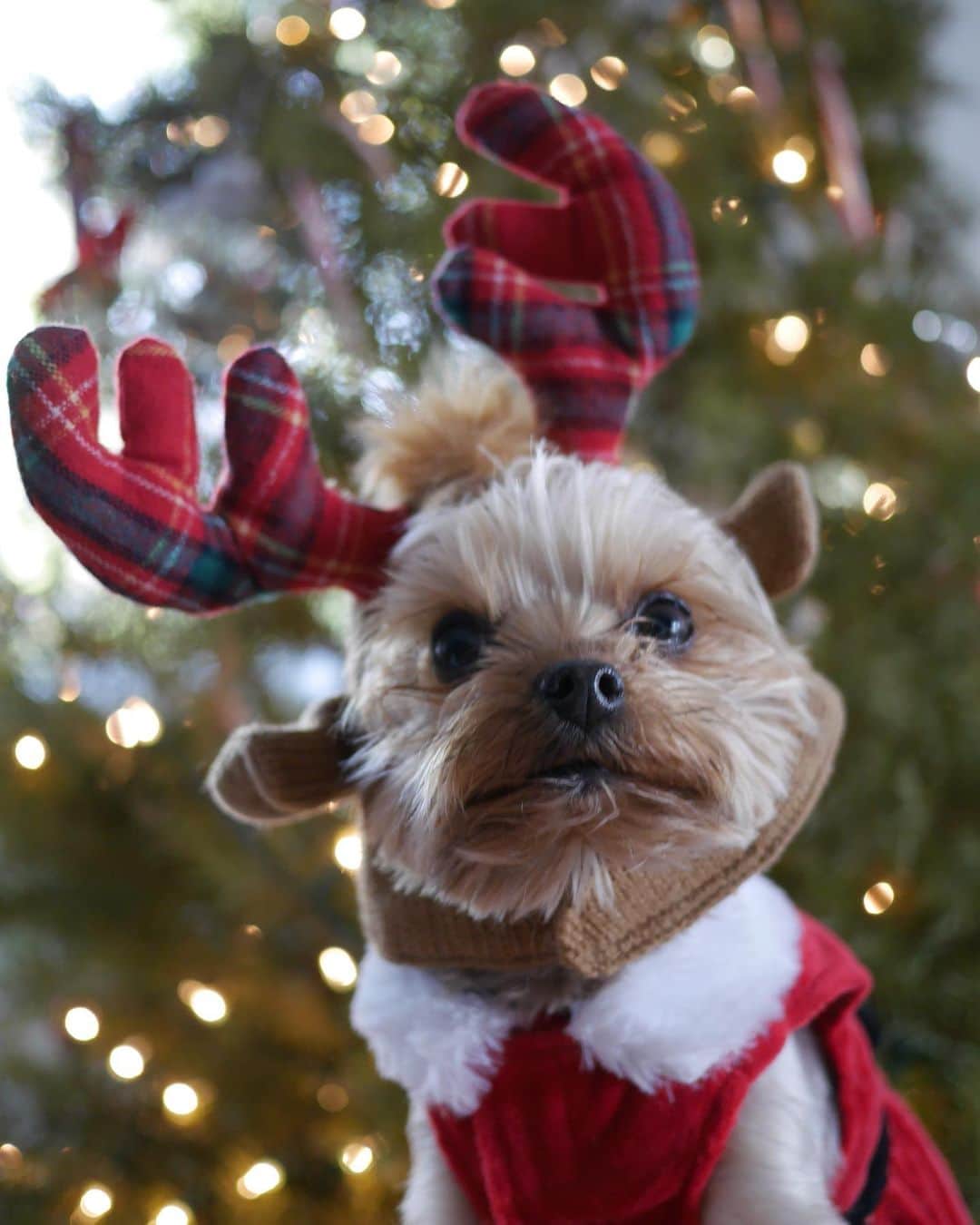 ベス・ベアーズのインスタグラム：「Merry Christmas to all who celebrate! I know this Christmas looks a lot different for many with empty seats . My heart goes out to all the families who need extra love today. Here's to hopefully a brighter 2021!」