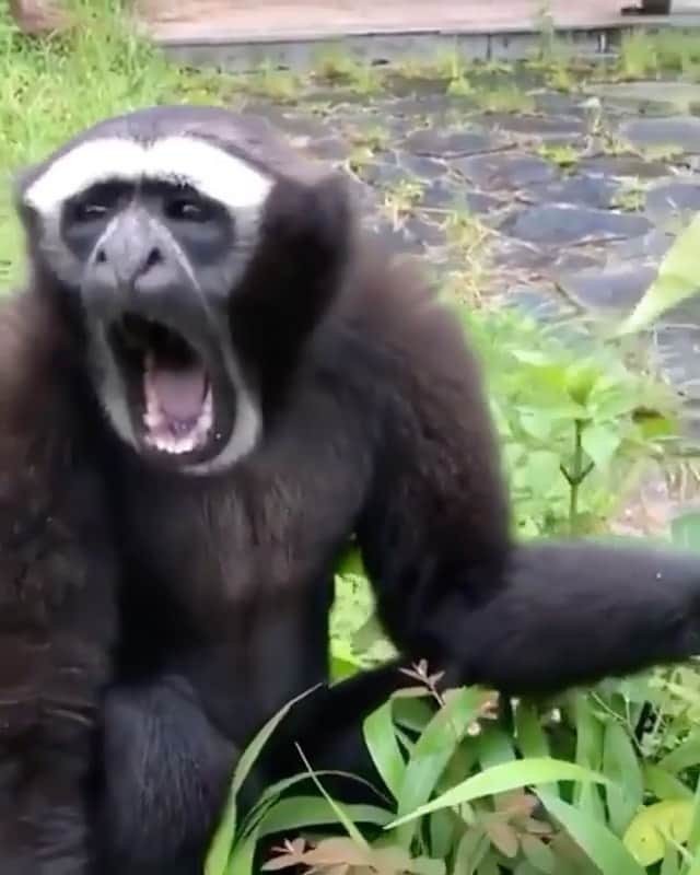 WildLifeのインスタグラム：「What is your favourite Chrismas song? 🎄  ✥⁣⁣⁣⁣ ✥⁣⁣⁣⁣ 🎥 By lauretta.bergerzg reposted via @africanimals」