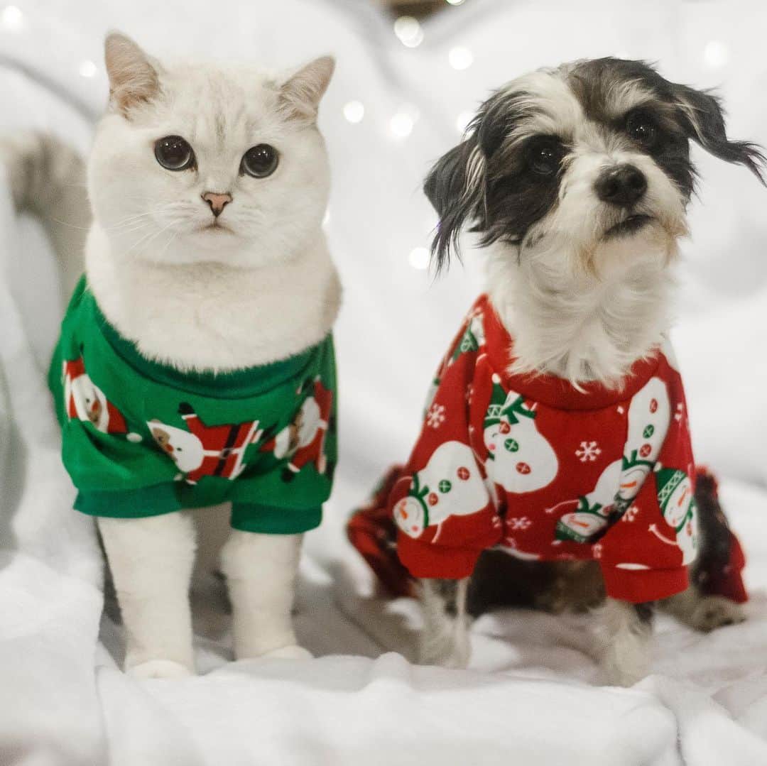 ミスター・ホワイトさんのインスタグラム写真 - (ミスター・ホワイトInstagram)「Merry Christmas from our family to yours 🎄❤️🎅🏻🎁 @hello_spencer_dog」12月26日 1時16分 - white_coffee_cat