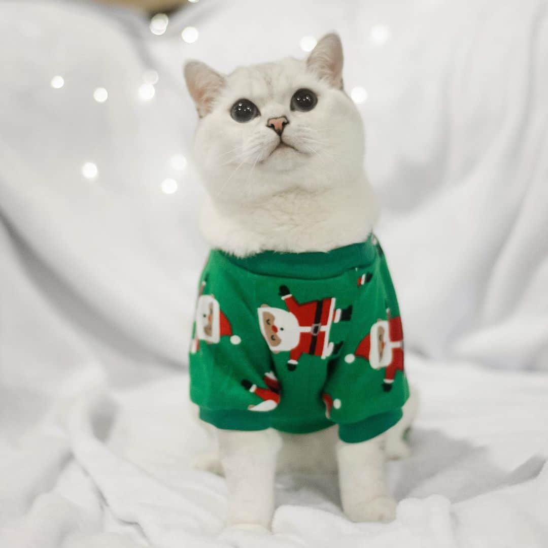 ミスター・ホワイトさんのインスタグラム写真 - (ミスター・ホワイトInstagram)「Merry Christmas from our family to yours 🎄❤️🎅🏻🎁 @hello_spencer_dog」12月26日 1時16分 - white_coffee_cat