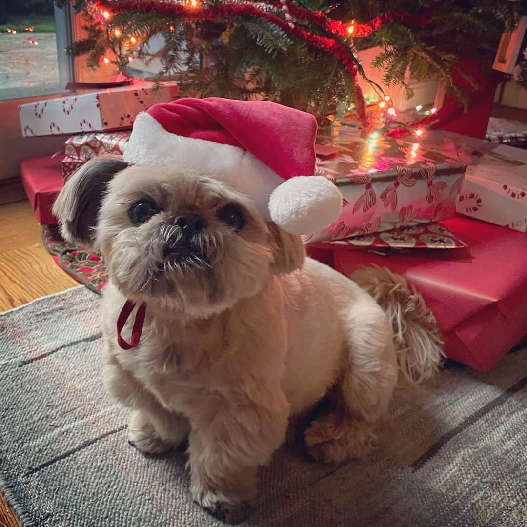 Dougie the Shih Tzuのインスタグラム：「Merry Christmas from Dougie and his family! ❤️」