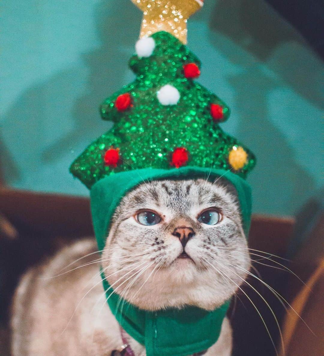 nala_catさんのインスタグラム写真 - (nala_catInstagram)「Merry Christmas my friends ❤️ I love you 😘」12月26日 1時26分 - nala_cat