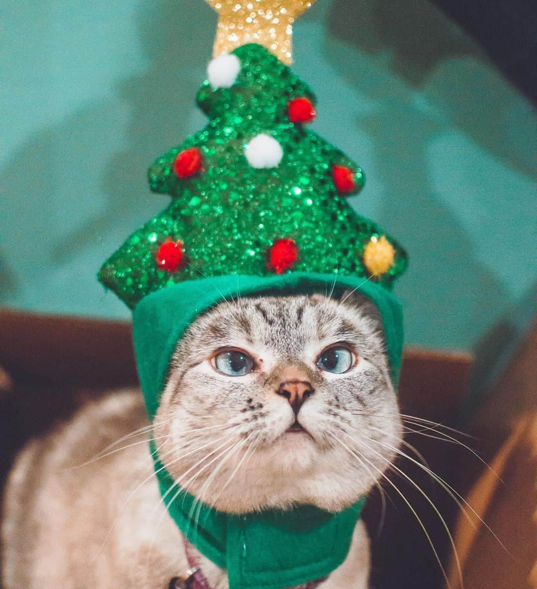 nala_catさんのインスタグラム写真 - (nala_catInstagram)「Merry Christmas my friends ❤️ I love you 😘」12月26日 1時26分 - nala_cat