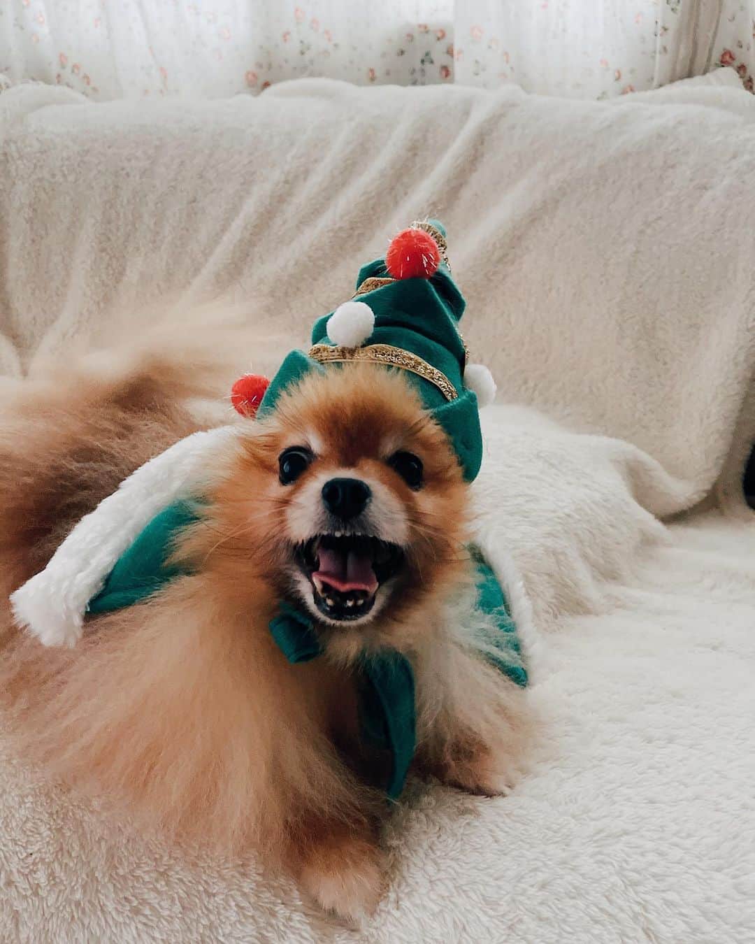 r_oseのインスタグラム：「🦁🎄〰️ #christmastree」