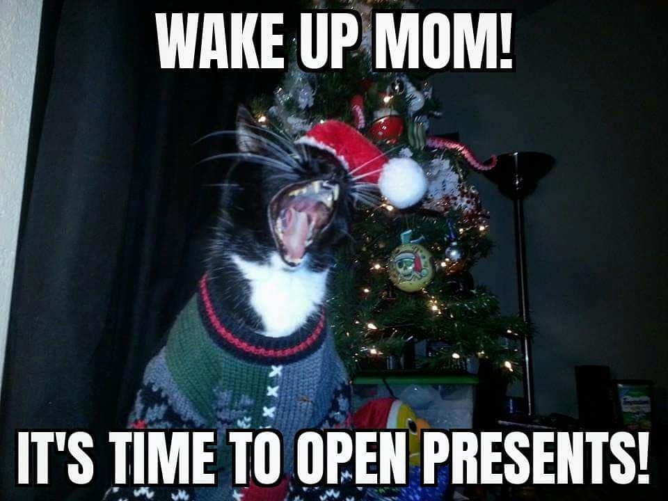 猫コスプレさんのインスタグラム写真 - (猫コスプレInstagram)「Almost as loud as 30 minutes before dinner time.  #MerryChristmas #ChristmasCat #Christmas」12月26日 1時39分 - cat_cosplay