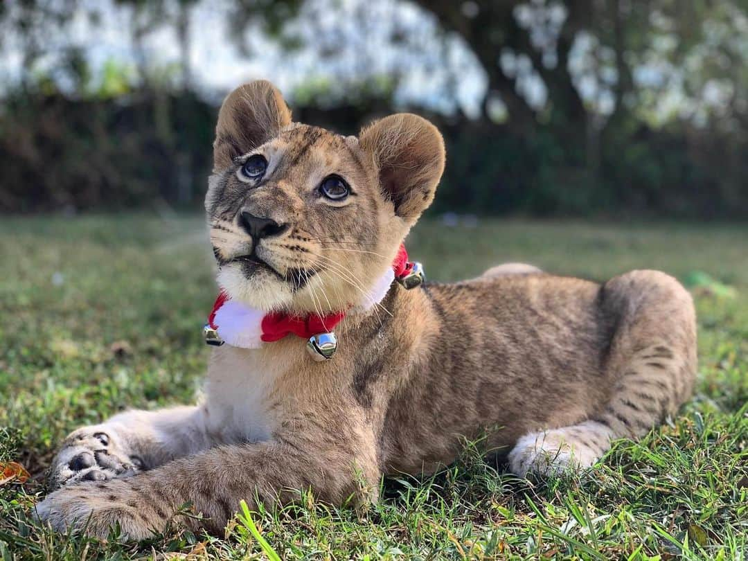 Zoological Wildlife Foundationさんのインスタグラム写真 - (Zoological Wildlife FoundationInstagram)「Santa’s perfect little helper!💚😍🎁🎄 #merrychristmas #perfectgift #santaslittlehelper」12月26日 1時41分 - zwfmiami