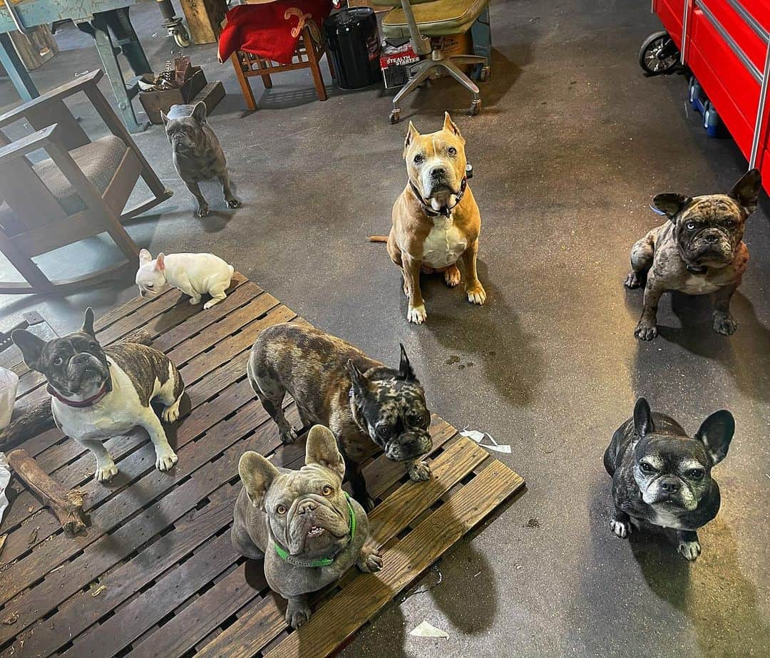 ウエストコーストチョッパーズのインスタグラム：「MERRY CHRISTMAS! 🦠🧟‍♂️🦠🎁🎄  From: left to Right  (front row) Milton Jasper Myrtle CoCo  (back row) Gertrude (peeing) Duke Cinnabun Buttons」