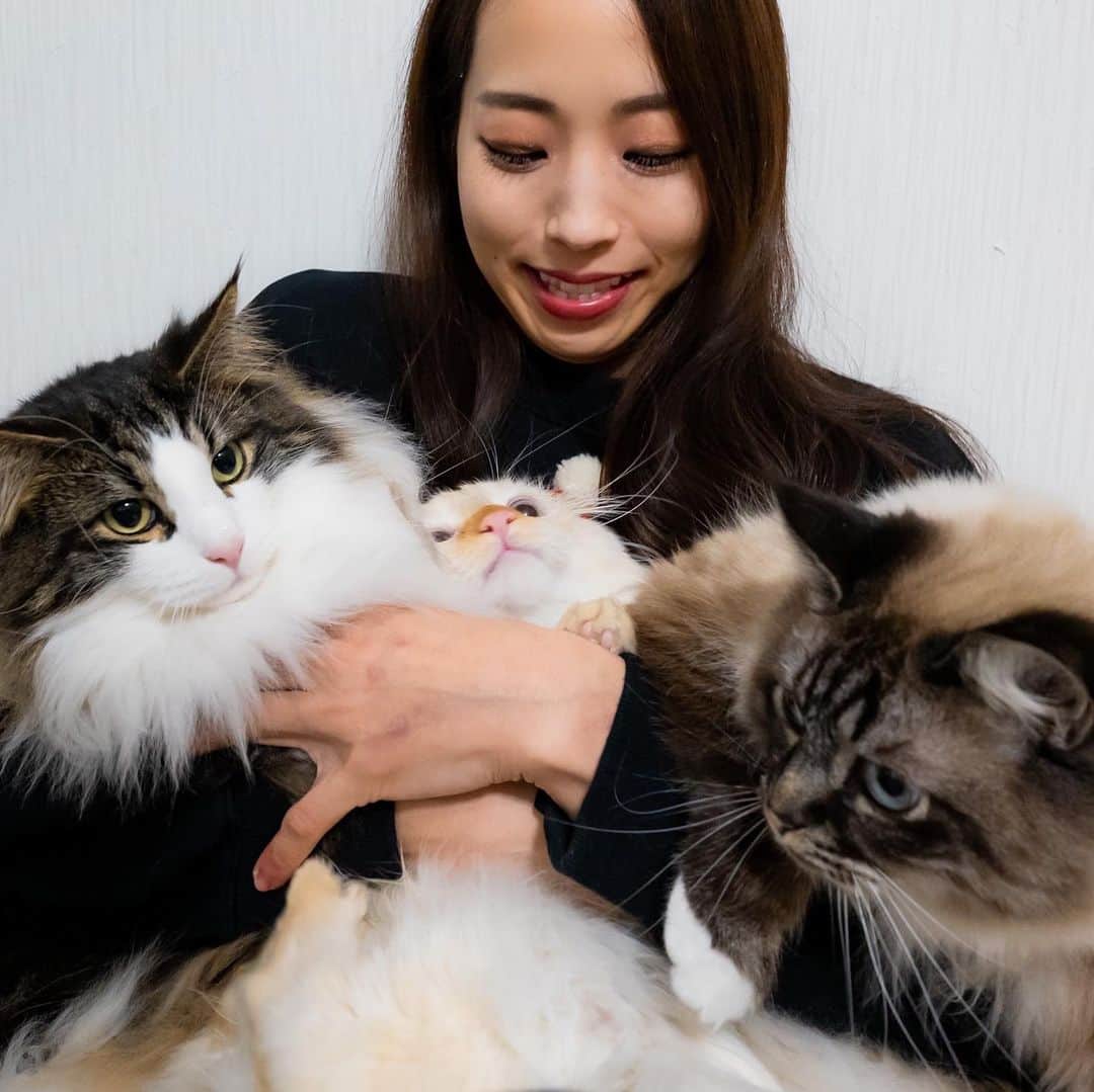 野口啓代のインスタグラム：「Merry Christmas🎄💞 3匹一緒に写真撮ろうとおもったらこーなりました🐈」