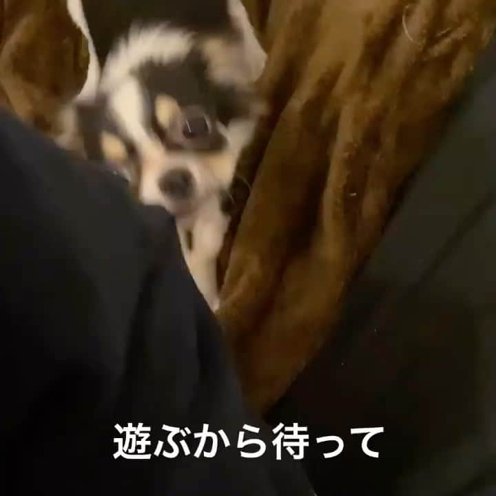 船曳健太のインスタグラム：「可愛すぎて死ぬ #犬 #チワワ　#dog」