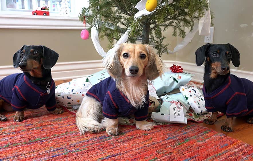 Crusoe the Celebrity Dachshundさんのインスタグラム写真 - (Crusoe the Celebrity DachshundInstagram)「Merry Christmas everyone!! If you din’t already, check out our new Christmas episode via link in my profile!」12月26日 2時01分 - crusoe_dachshund