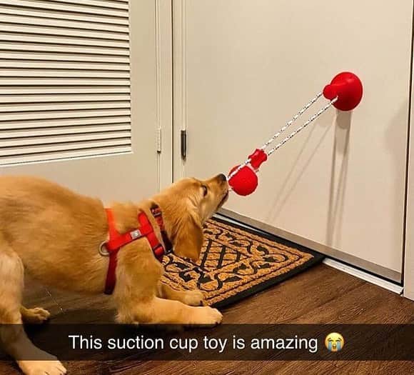 Pit Bull - Fansさんのインスタグラム写真 - (Pit Bull - FansInstagram)「🙀 OMG!! @indigopetco is having a 75% Off Holiday SALE ENDING NOW!! - @indigopetco has the Best-Selling Suction Cup Dog Toy that will keep your dog busy for hours! 🎁 Use code: "Holiday" to save! - Tap the link in @indigopetco bio to purchase! ❗️UP TO 75% OFF❗️ - 👉 SHOP NOW: @indigopetco - 20% of profits are donated to animals in need. - Available only @indigopetco 🐶」12月26日 2時16分 - pitbullsfans__