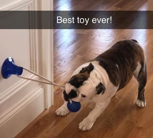 Pit Bull - Fansさんのインスタグラム写真 - (Pit Bull - FansInstagram)「🙀 OMG!! @indigopetco is having a 75% Off Holiday SALE ENDING NOW!! - @indigopetco has the Best-Selling Suction Cup Dog Toy that will keep your dog busy for hours! 🎁 Use code: "Holiday" to save! - Tap the link in @indigopetco bio to purchase! ❗️UP TO 75% OFF❗️ - 👉 SHOP NOW: @indigopetco - 20% of profits are donated to animals in need. - Available only @indigopetco 🐶」12月26日 2時16分 - pitbullsfans__