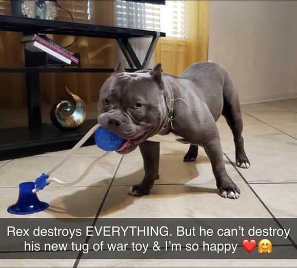 Pit Bull - Fansのインスタグラム：「🙀 OMG!! @indigopetco is having a 75% Off Holiday SALE ENDING NOW!! - @indigopetco has the Best-Selling Suction Cup Dog Toy that will keep your dog busy for hours! 🎁 Use code: "Holiday" to save! - Tap the link in @indigopetco bio to purchase! ❗️UP TO 75% OFF❗️ - 👉 SHOP NOW: @indigopetco - 20% of profits are donated to animals in need. - Available only @indigopetco 🐶」