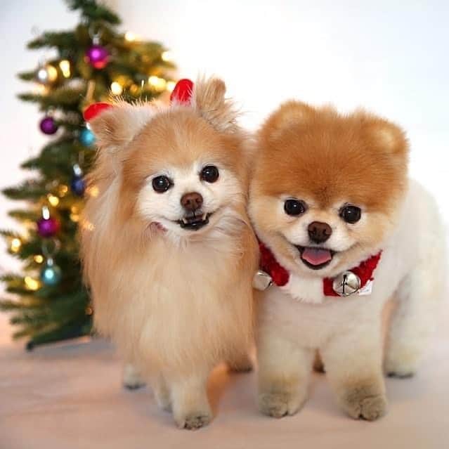 Buddy Boo Blueのインスタグラム：「Merry Christmas and Happy Holidays to all our friends! ... thank you for loving these two who couldn’t manage to keep their paws clean for their Christmas card photo several years ago and this human who was too lazy to wash them. Praying this season of love and peace carries on into and throughout the new year.」
