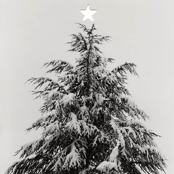 リエのインスタグラム：「Robert Mapplethorpe, Christmas Tree, 1987 🤍  #robertmapplethorpe」