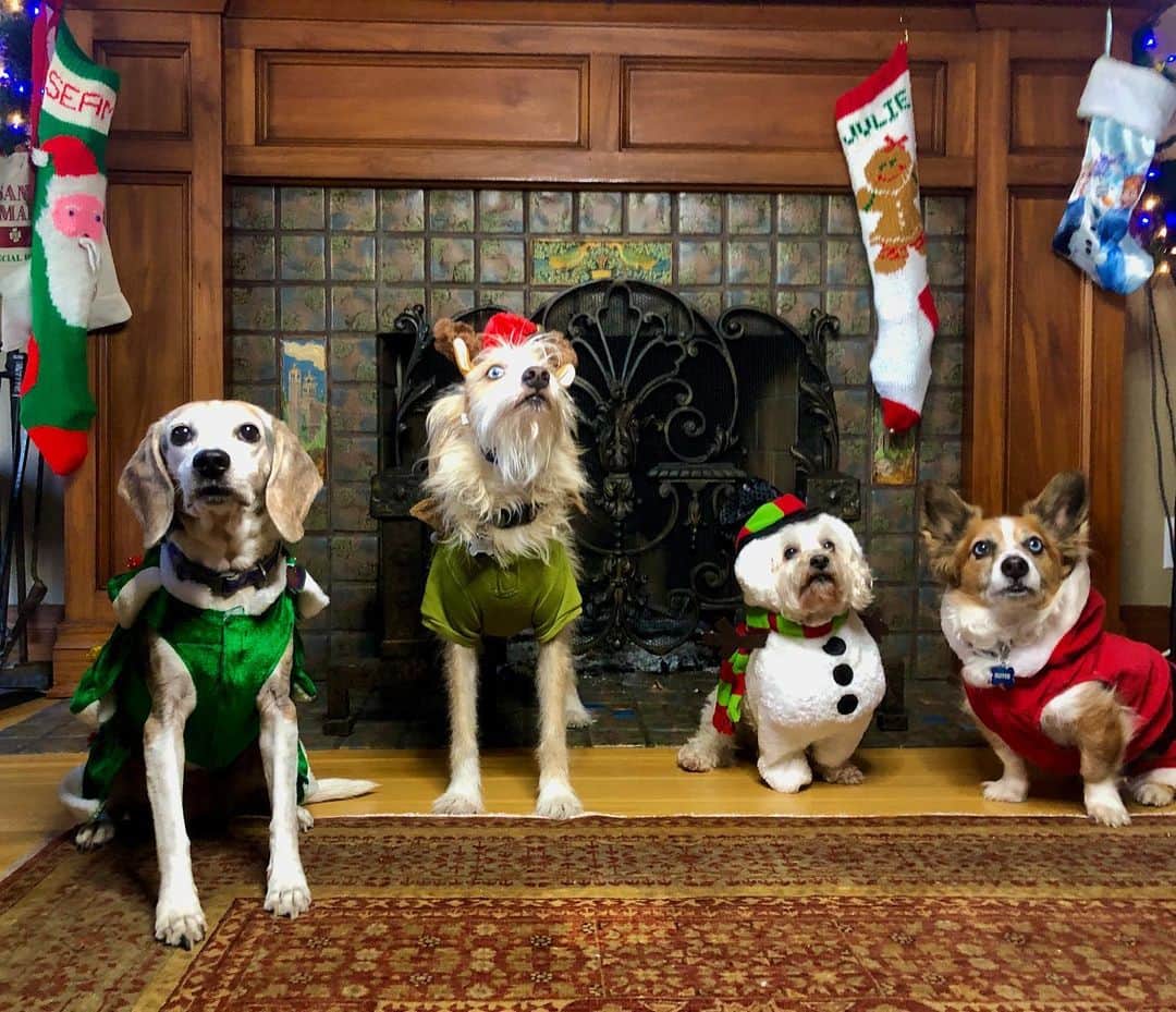 ジュリアナ・デヴァーのインスタグラム：「Here’s my Christmas miracle 🎄. . Four dogs standing still. It’s what happens when you believe ✨. . In the power of treats 🙏🏼」