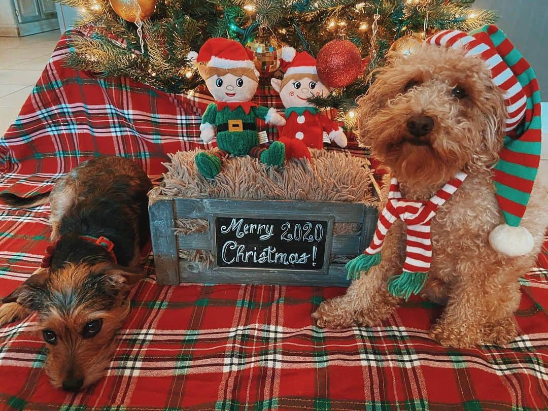 マシュー・ルイスのインスタグラム：「🐶🎄」