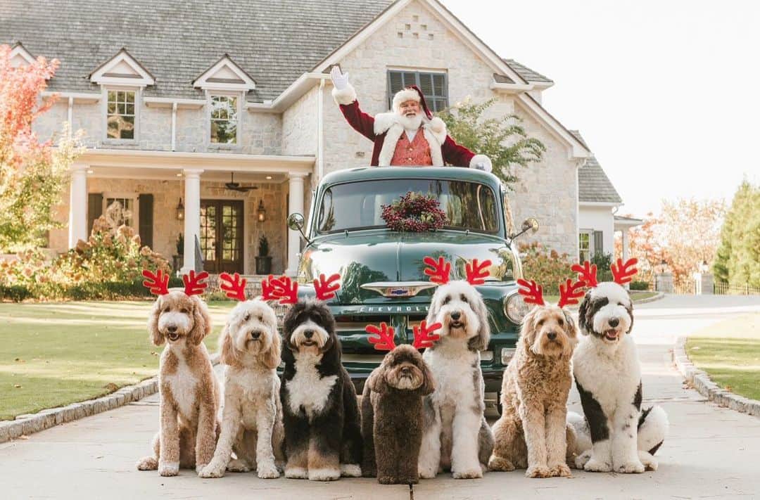 DogsOf Instagramのインスタグラム：「“Santa pup-graded his sleigh this year” — @thatdoodsquad   Wishing a very Merry Christmas and Happy Holidays to everyone! ♥️   #dogsofinstagram」