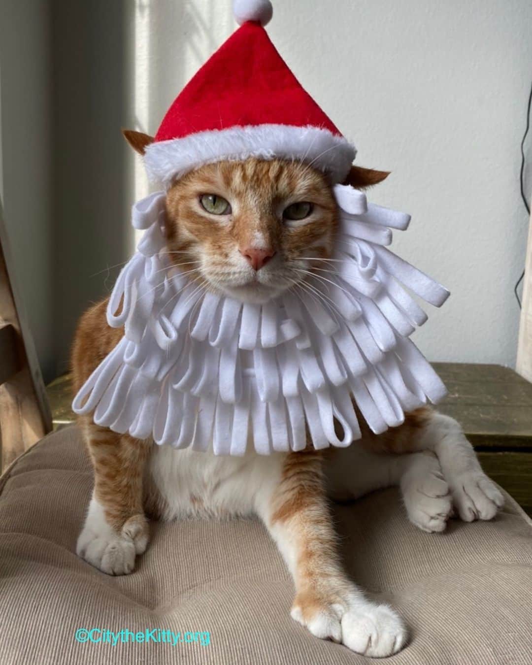 City the Kittyのインスタグラム：「Merry Christmas to all of you wonderful folks out there! ❤️🎅🏻🎄  We hope that you have a great day and make lots of special memories.  We have to get back to work, but wanted to wish you a very Merry Christmas ans happy holidays!  Thank you so much for all your support and help with our important cause to end declawing! We are always so grateful and love you so much!❤️🐾😸 #christmascat #christmastime #happyholidays #santacat #stopdeclawing 🐾🐾🐾🐾」
