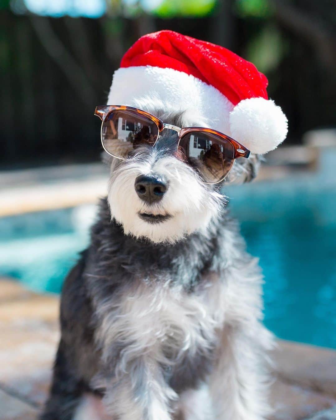 Remix the Dogのインスタグラム：「Happy Holidays, fam! We’re choosing to stay in Miami instead of making the trip back up to Canada, this year. However you’re choosing to celebrate, be sure to stay safe for the betterment of you and your loved ones. Let’s usher in a brilliant new year together. Can’t wait to get back to sniffing you all in person soon. 🎅🏼」