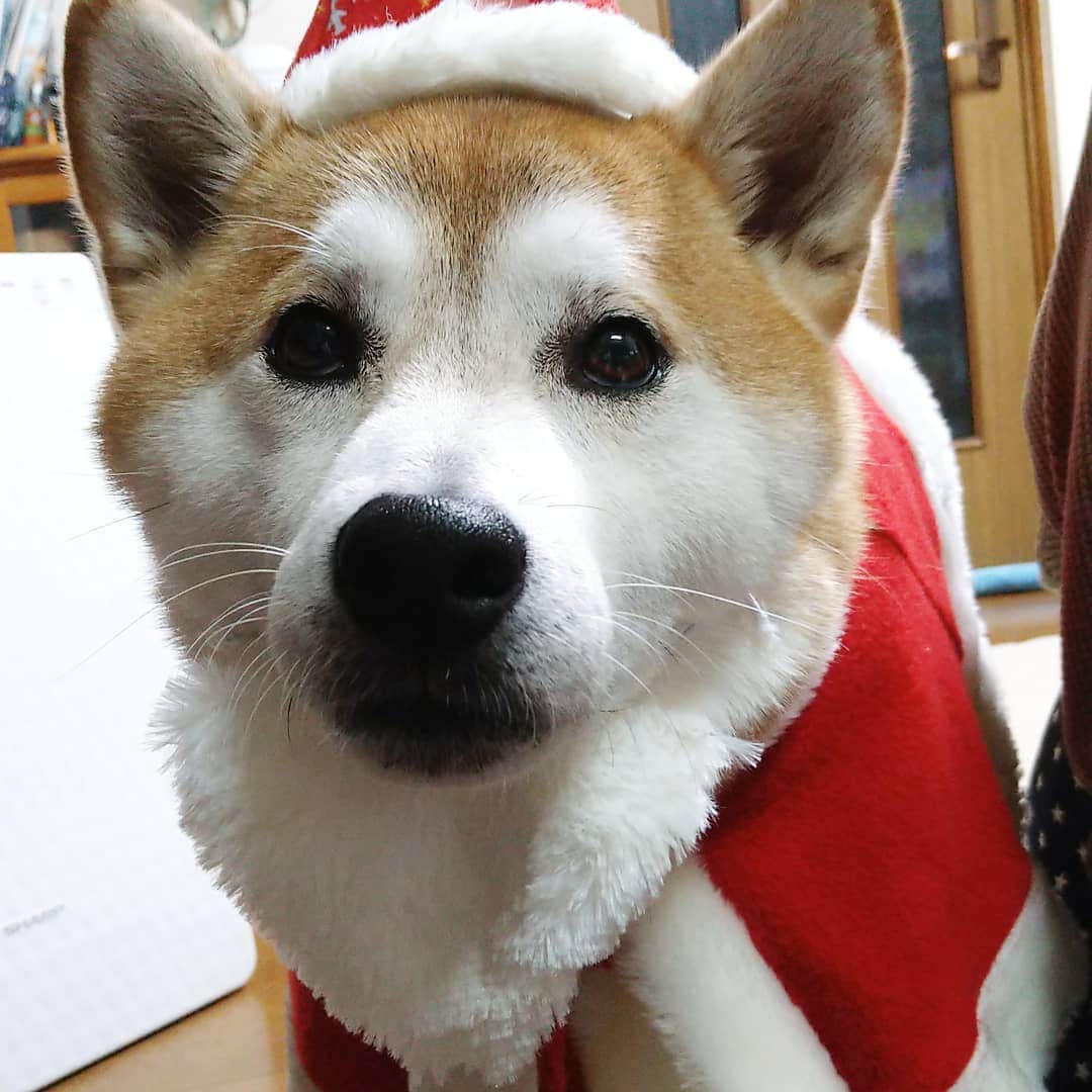 柴犬⭐️サスケのインスタグラム：「こんばんわん #クリスマス#サンタ#サンタクロース#🎄#柴犬#コスプレ#イヤイヤ#赤柴#レガリエ部#pecoいぬ部 #shibasnap #shibagram #shibastagram #🐶#🐶📷 #わんだフォ #いぬのいる生活 #いぬのいる暮らし」