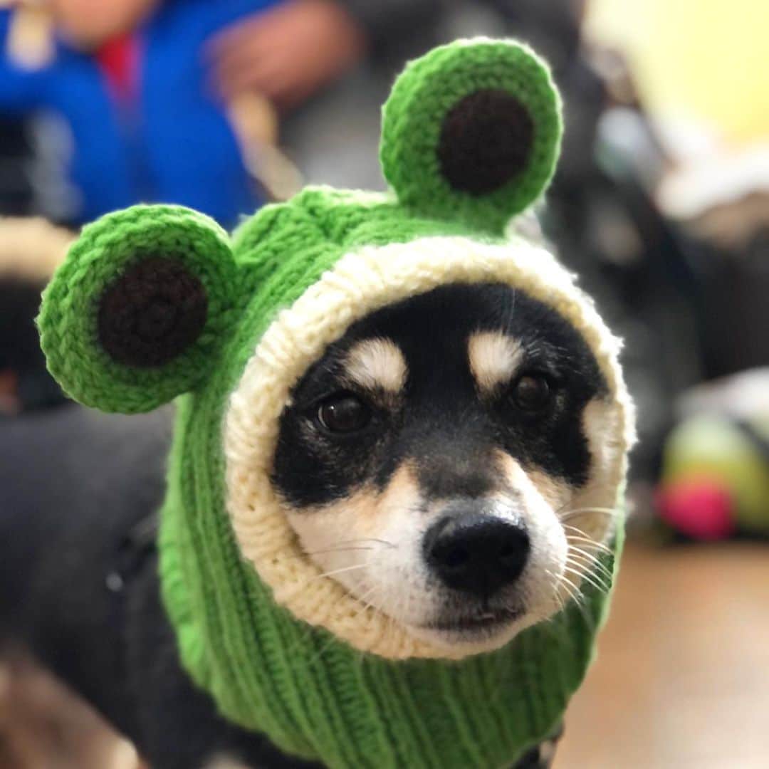 vo_coのインスタグラム：「🐾 年末のご挨拶にくーさんのところへ 被り物で並んで写真撮りたかったけど無理でした😂 本年度お世話になりました 来年もよろしくお願いします！ ＊ photo & costume by @kurukurukurumi222  ＊ #shibastagram #instashiba #shiba #shibainu #黒柴 #柴犬」